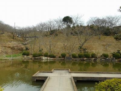 修景池付近のサクラも固いツボミ